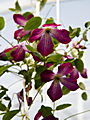 Clematis Walenburg IMG_0066 Powojnik